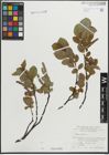 Foto von Salix hastata L.